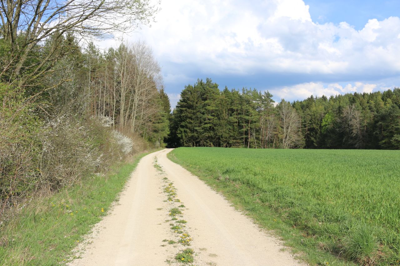 Weg im Frühling