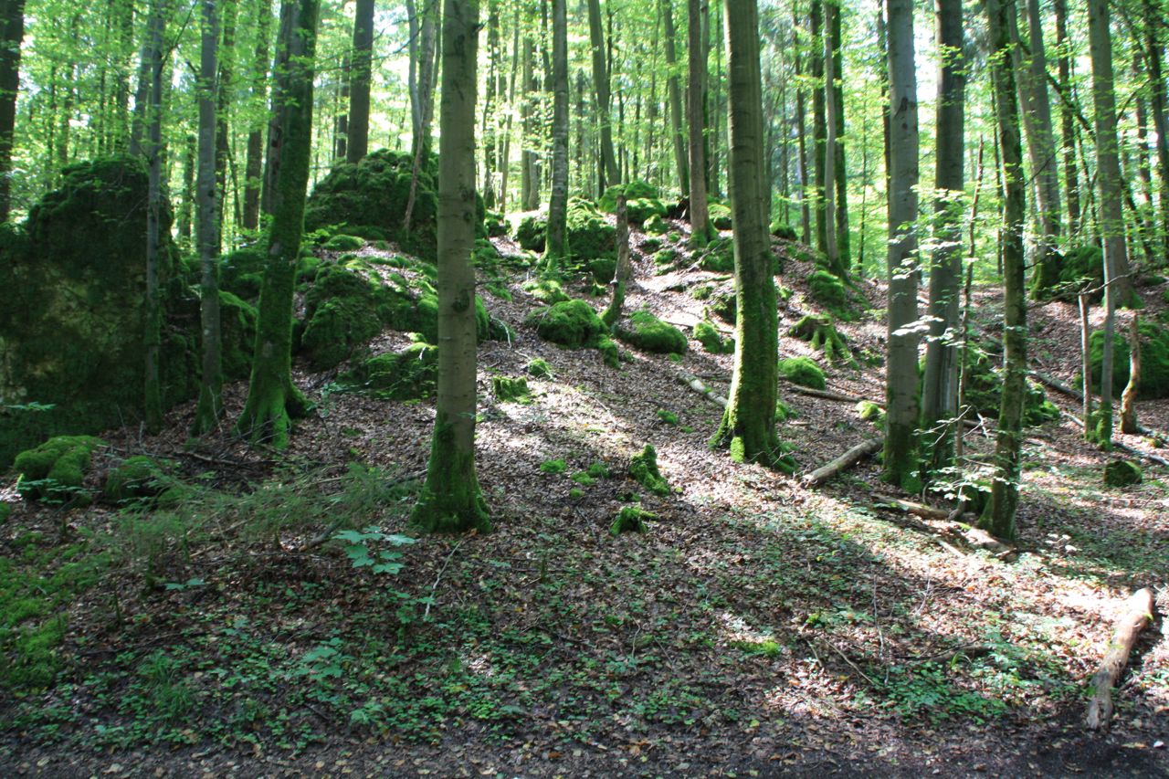 Wald Eibgrat