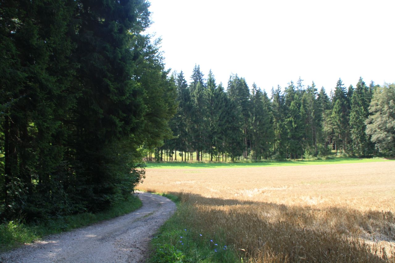 Weg Grüner Ring (1)