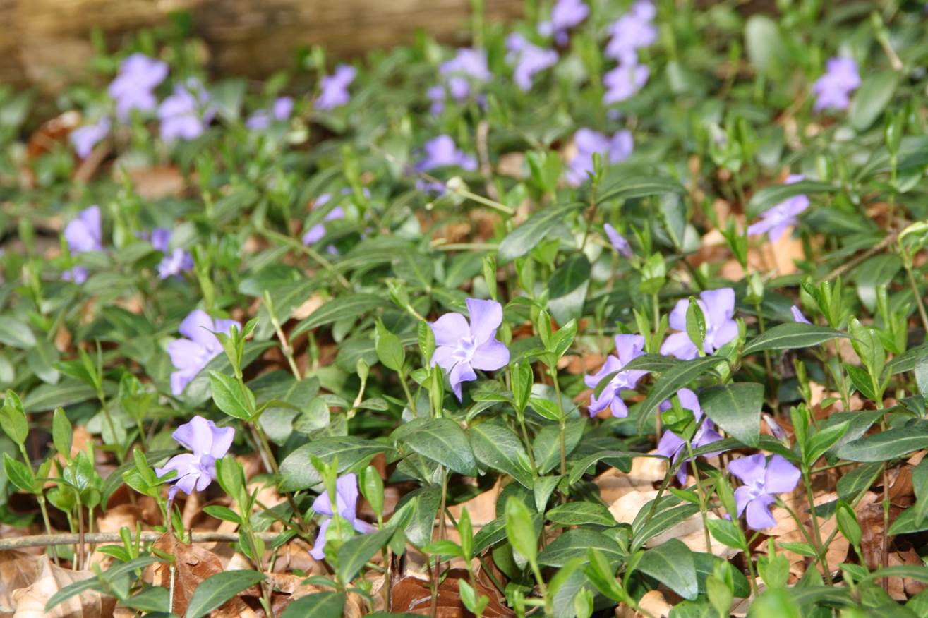 Gelbes Kreuz liegend Blumen.jpg