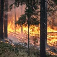 Waldbrand.jpg