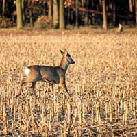 reh im herbst.jpg