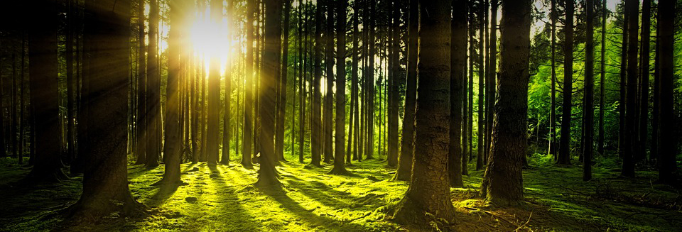 Sonne im Wald