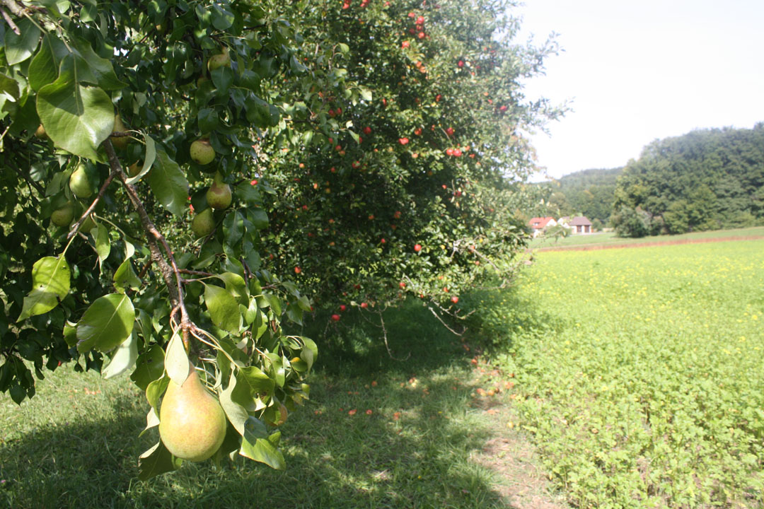 IMG_Streuobstweg1541.jpg