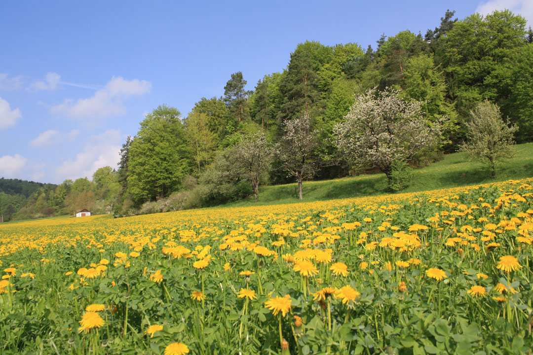 IMG_Wiese-Eckenreuth.jpg