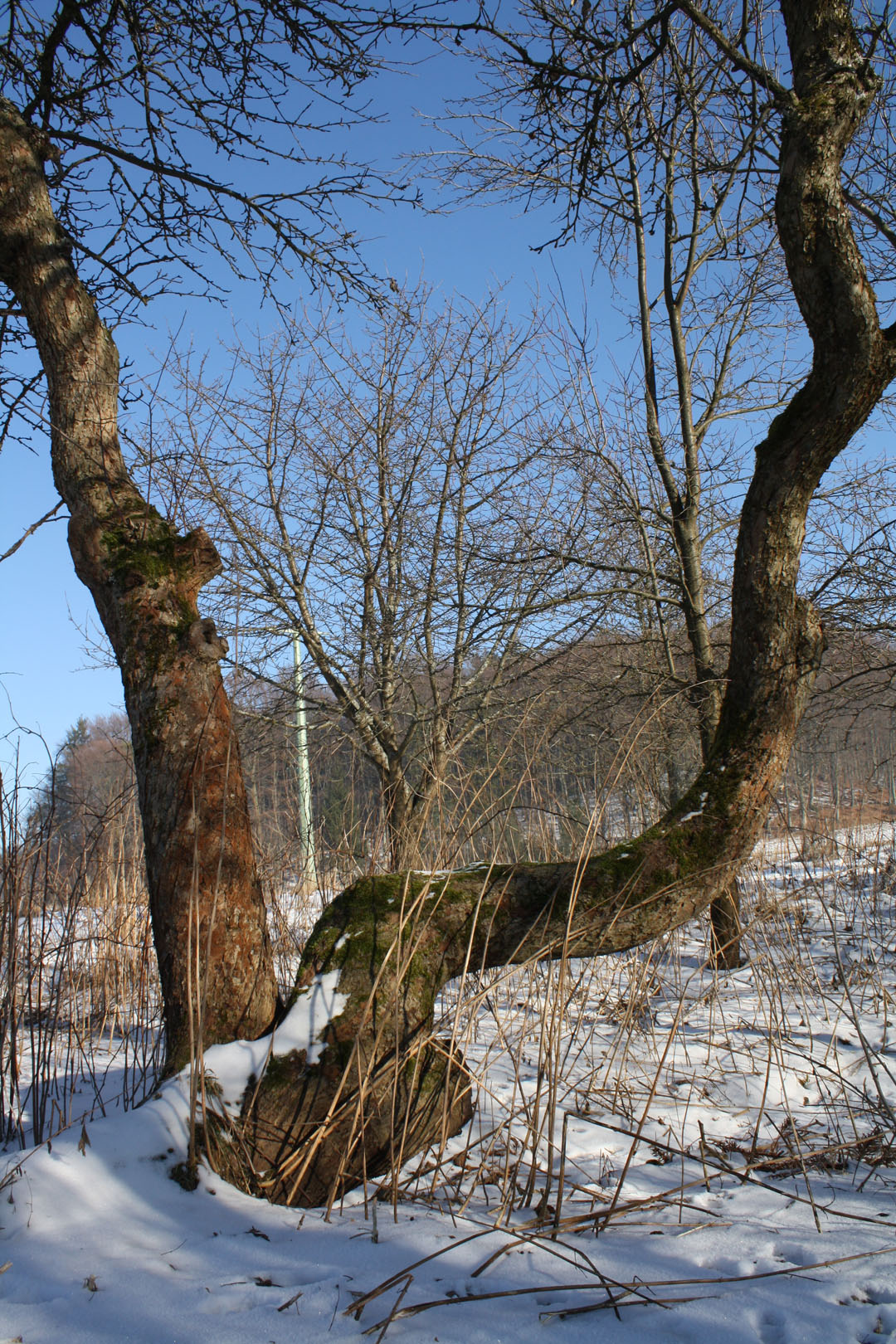 IMG-schnee-baum2263.jpg