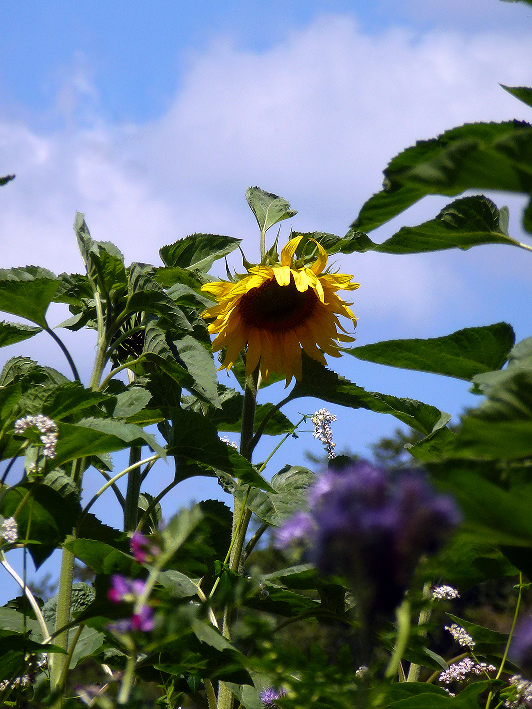 BE_Liebespfad_P1060897_Sonnenblume_FotoVF Kopie.jpg