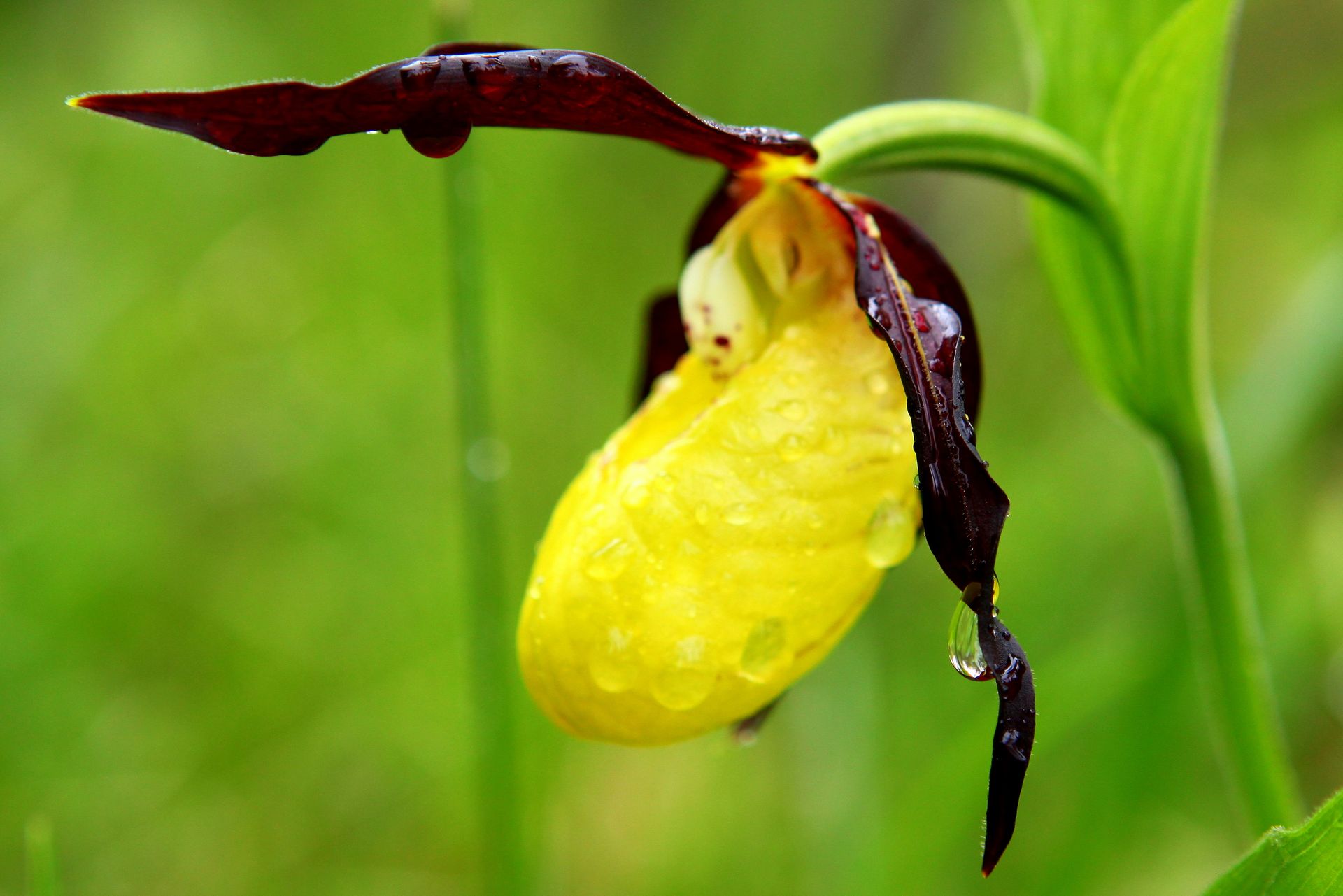 Die Frauenschuhblüte bei Betzensein