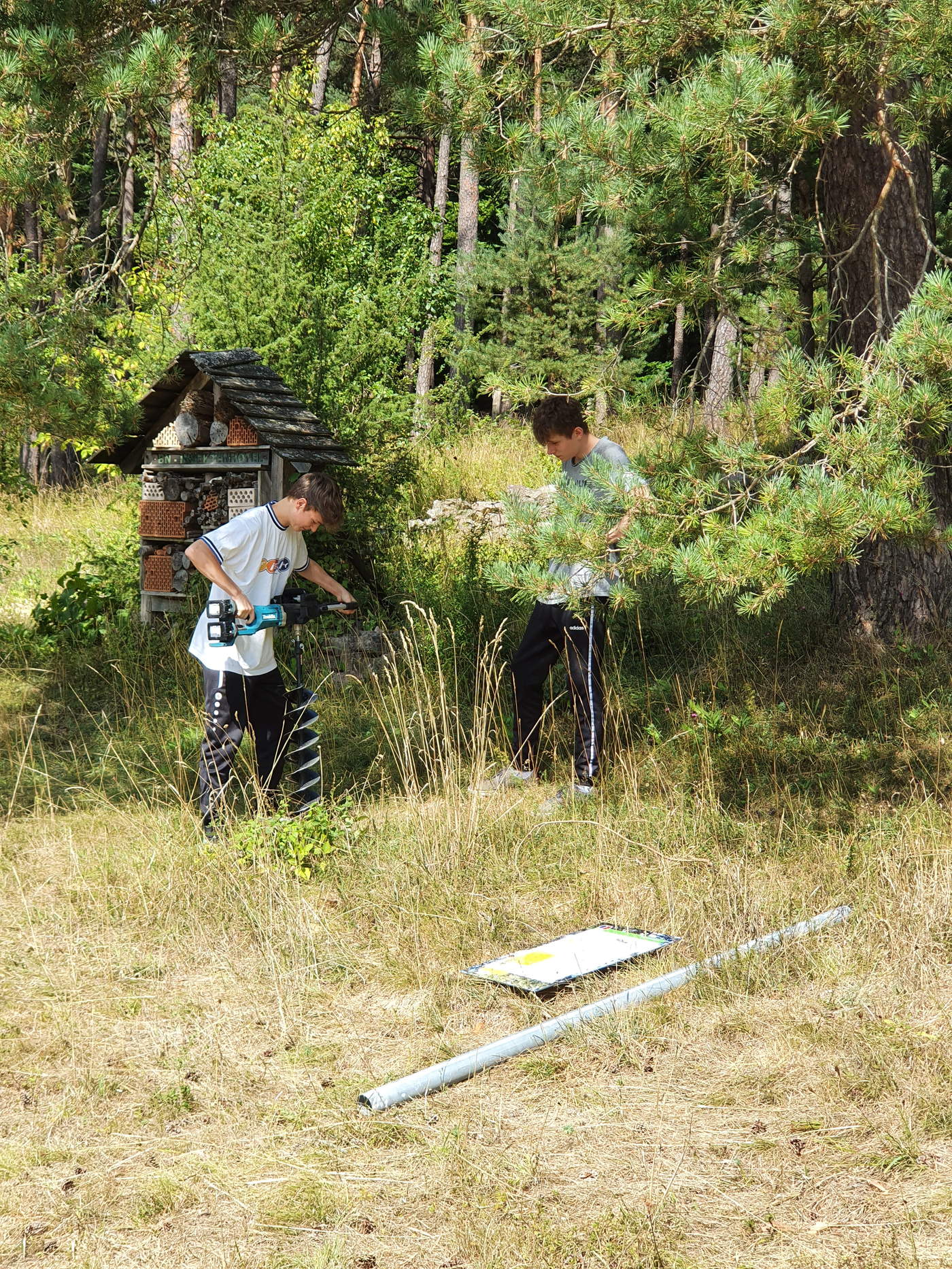 Dolomitkiefernwald.jpg